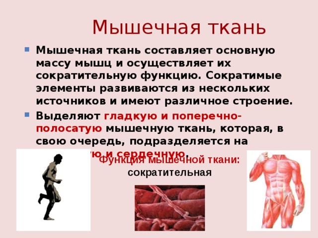 Описать функции мышечной ткани