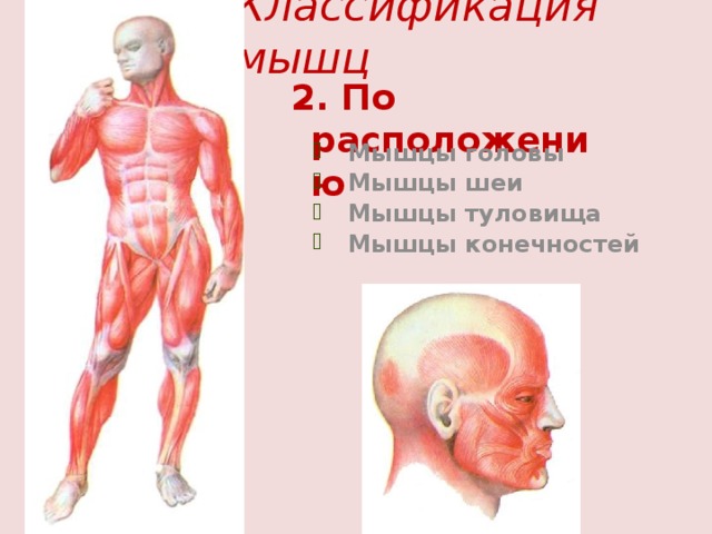 Классификация мышц 2. По расположению  Мышцы головы  Мышцы шеи  Мышцы туловища  Мышцы конечностей 