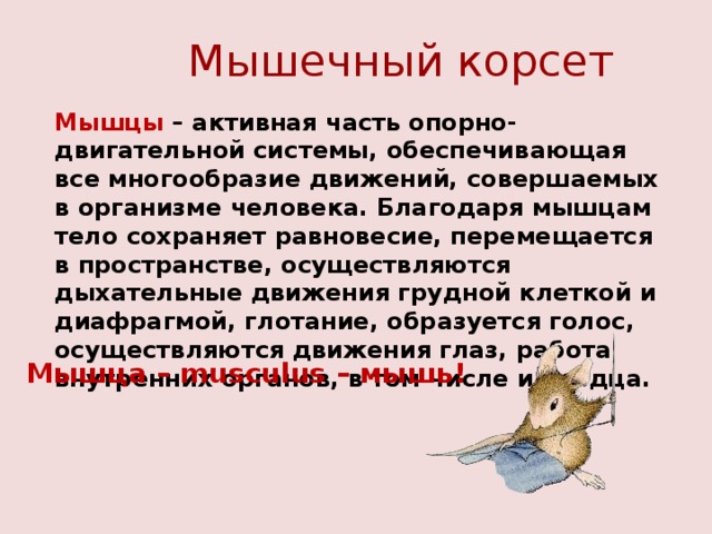 Мышечный корсет Мышцы – активная часть опорно-двигательной системы, обеспечивающая все многообразие движений, совершаемых в организме человека. Благодаря мышцам тело сохраняет равновесие, перемещается в пространстве, осуществляются дыхательные движения грудной клеткой и диафрагмой, глотание, образуется голос, осуществляются движения глаз, работа внутренних органов, в том числе и сердца. Мышца – musculus – мышь! 