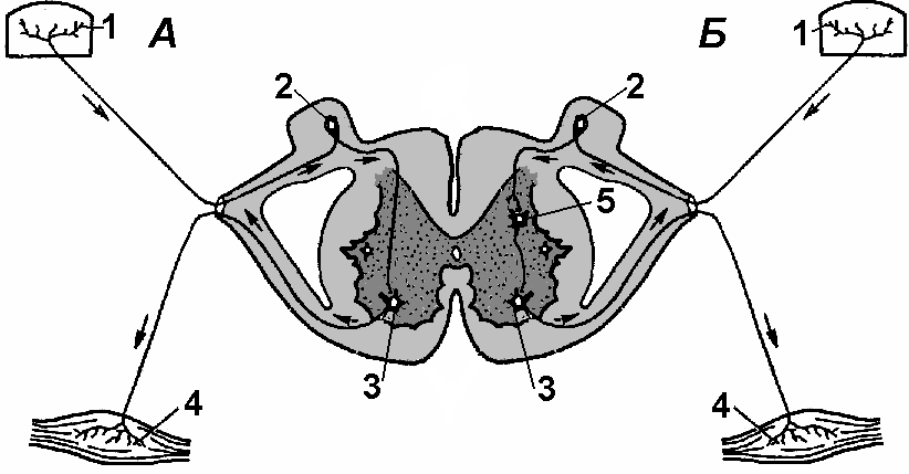 На схеме рефлекторной дуги вставочный нейрон обозначен цифрой