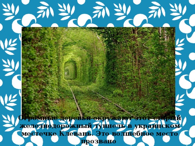  Огромные деревья окружают этот старый железнодорожный туннель в украинском местечке Клевань. Это волшебное место прозвано «Туннель любви» .  