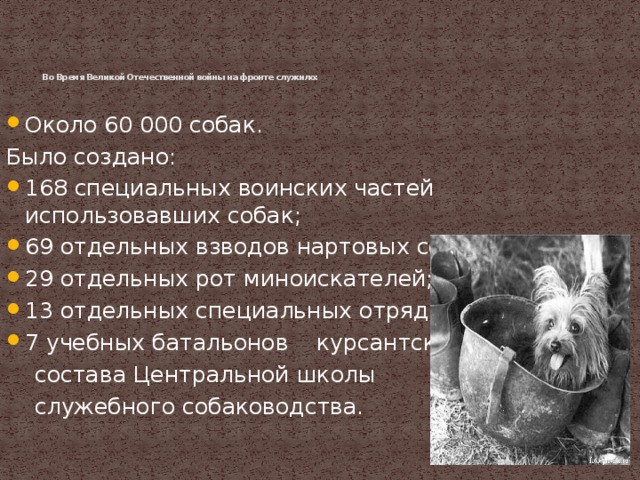 Во Время Великой Отечественной войны на фронте служило: Около 60 000 собак. Было создано: 168 специальных воинских частей использовавших собак; 69 отдельных взводов нартовых собак; 29 отдельных рот миноискателей; 13 отдельных специальных отрядов; 7 учебных батальонов курсантского  состава Центральной школы  служебного собаководства.