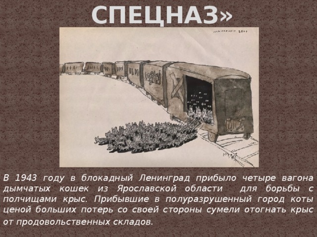 «МОХНАТЫЙ СПЕЦНАЗ» В 1943 году в блокадный Ленинград прибыло четыре вагона дымчатых кошек из Ярославской области для борьбы с полчищами крыс. Прибывшие в полуразрушенный город коты ценой больших потерь со своей стороны сумели отогнать крыс от продовольственных складов .