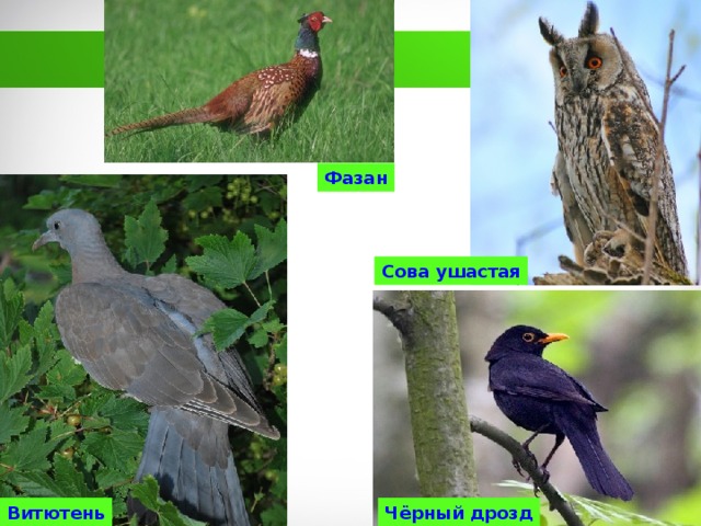 Фазан Сова  ушастая Чёрный дрозд Витютень 