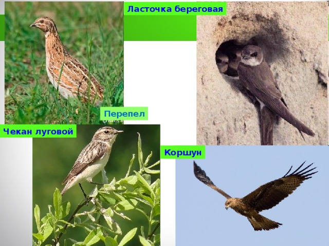 какие животные обитают в кбр. Смотреть фото какие животные обитают в кбр. Смотреть картинку какие животные обитают в кбр. Картинка про какие животные обитают в кбр. Фото какие животные обитают в кбр
