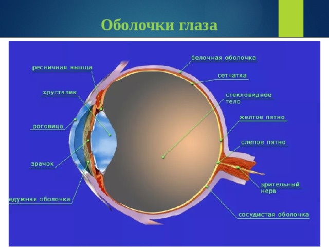 Как называется прозрачная часть белочной оболочки глаза. Строение белочной оболочки глаза. Белочная оболочка глаза строение и функции. Белочнаоболочка глаза. Белочная оболочка глаза функции.