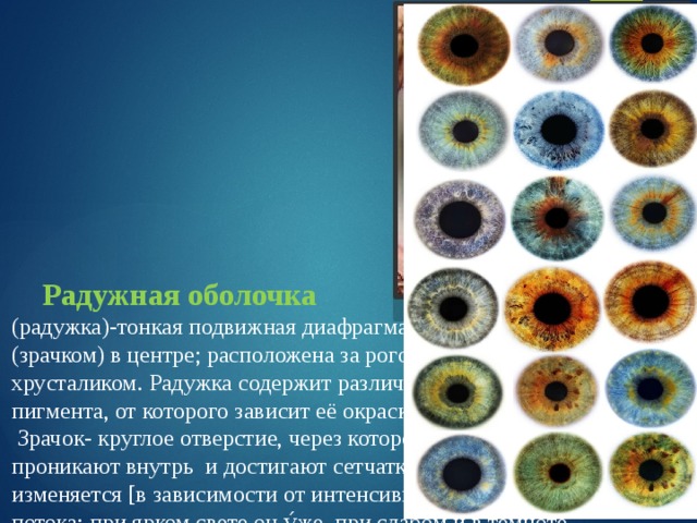 Радужка содержит пигмент. Радужка глаза анатомия. Пигмент в радужной оболочке. Радужная оболочка глаза. Пигмент радужной оболочки глаза.