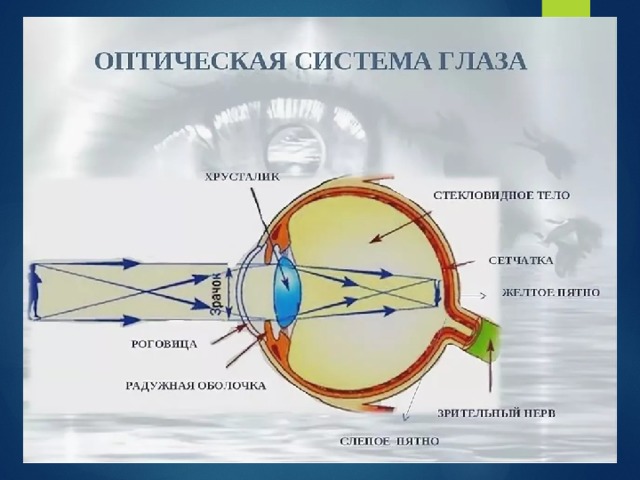 Презентация на тему: Зрение