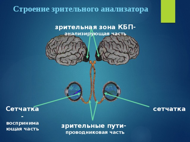 Проводниковым звеном зрительного анализатора является. Зрительный анализатор 8 класс биология. Строение зрительного анализатора. Зрительная зона КБП. Зона КБП зрительного анализатора.