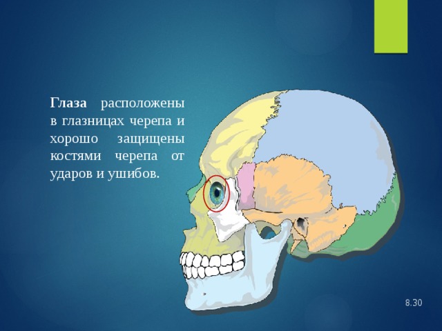 Глаза расположены в глазницах черепа и хорошо защищены костями черепа от ударов и ушибов. 8.30  