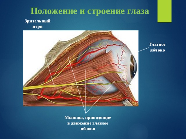 Положение и строение глаза Зрительный нерв Глазное яблоко Мышцы, приводящие в движение глазное яблоко 
