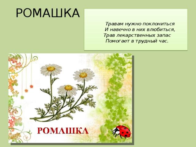 Ромашка проект 2 класс