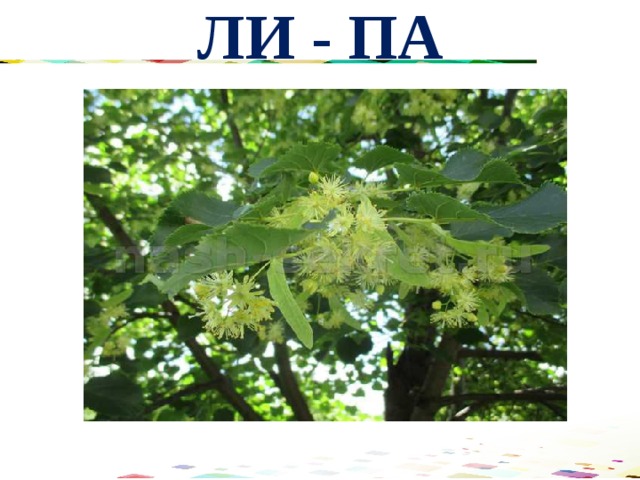ЛИ - ПА 