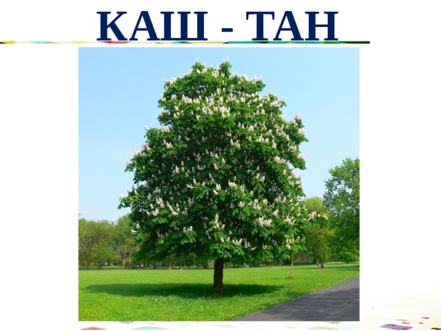 КАШ - ТАН 