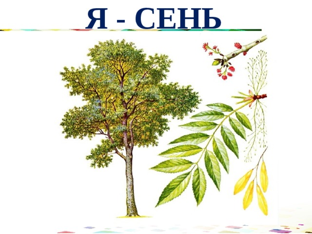 Я - СЕНЬ 