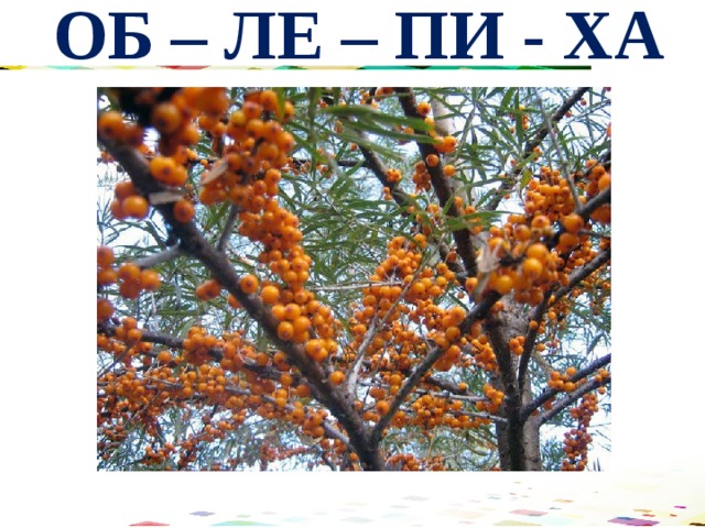 ОБ – ЛЕ – ПИ - ХА 