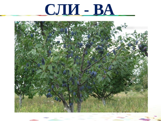 СЛИ - ВА 