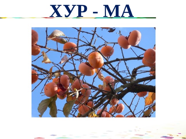 ХУР - МА 