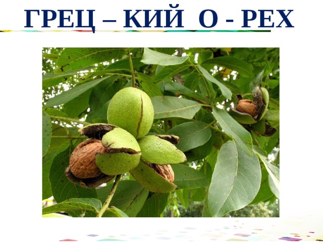 ГРЕЦ – КИЙ О - РЕХ 