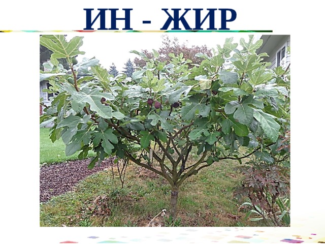ИН - ЖИР 