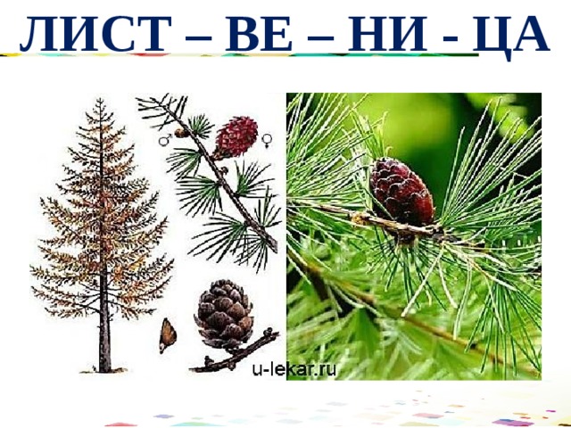 ЛИСТ – ВЕ – НИ - ЦА 
