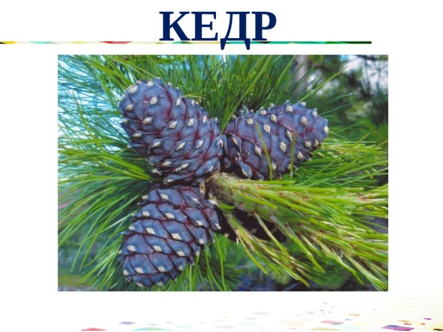 КЕДР 