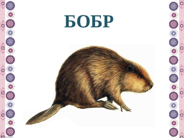 БОБР 