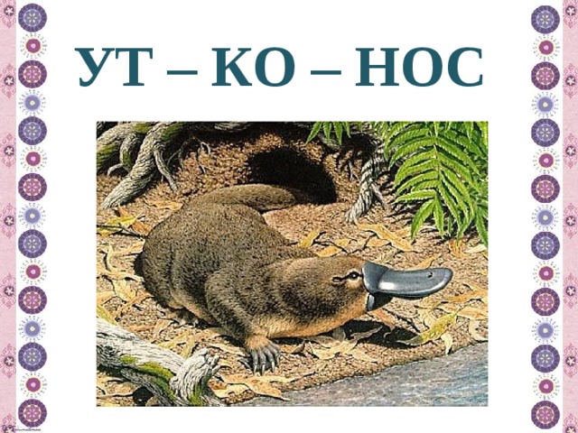 УТ – КО – НОС 