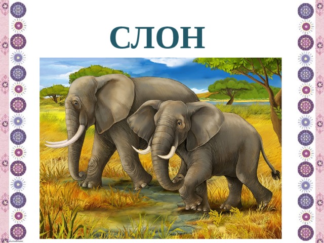СЛОН 