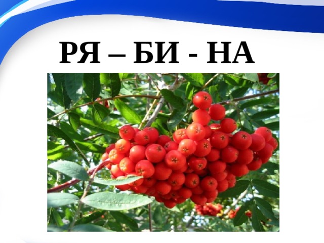 РЯ – БИ - НА 