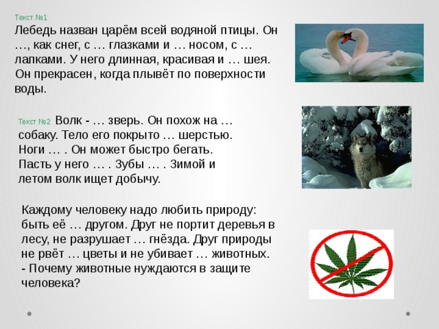 Текст №1 Лебедь назван царём всей водяной птицы. Он …, как снег, с … глазками и … носом, с … лапками. У него длинная, красивая и … шея. Он прекрасен, когда плывёт по поверхности воды. Текст №2 Волк - … зверь. Он похож на … собаку. Тело его покрыто … шерстью. Ноги … . Он может быстро бегать. Пасть у него … . Зубы … . Зимой и летом волк ищет добычу. Каждому человеку надо любить природу: быть её … другом. Друг не портит деревья в лесу, не разрушает … гнёзда. Друг природы не рвёт … цветы и не убивает … животных. - Почему животные нуждаются в защите человека? 