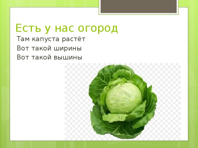 Правда что от капусты растет. В огороде пусто выросла капуста. Капуста вот такой ширины. Есть у нас огород там капуста растет. Пусто выросла капуста а в капусте.