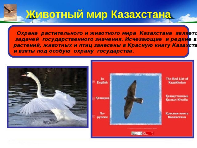 Красная книга казахстана презентация 5 класс