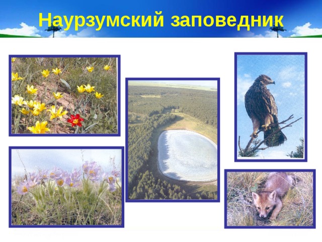Наурзумский заповедник презентация