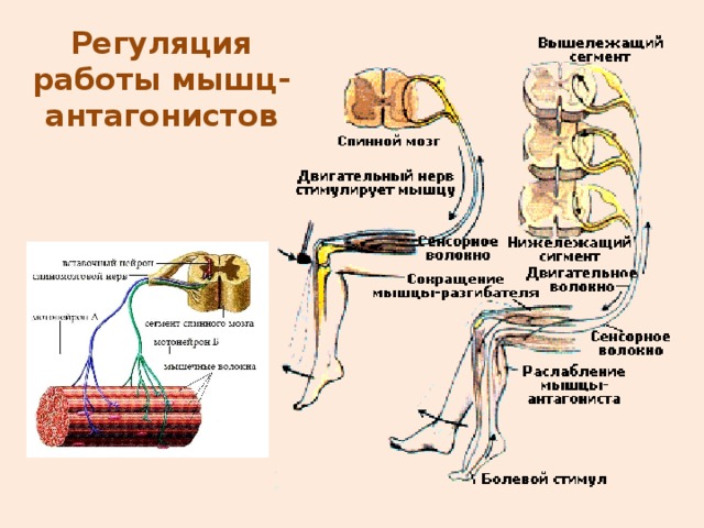 Мышечное чувство конспект. Регуляция работы мышц антагонистов 8 класс. Работа мышц схема 8 класс. Схема нервной регуляции мышц. Механизм регуляции скелетно-мышечной ткани.