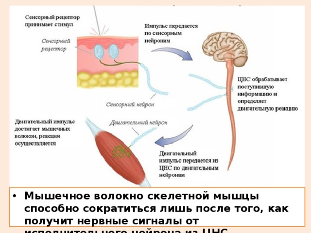 Нервно мышечные заболевания неврология презентация