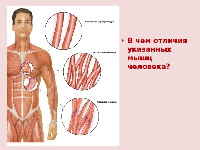 В чем отличия указанных мышц человека? 