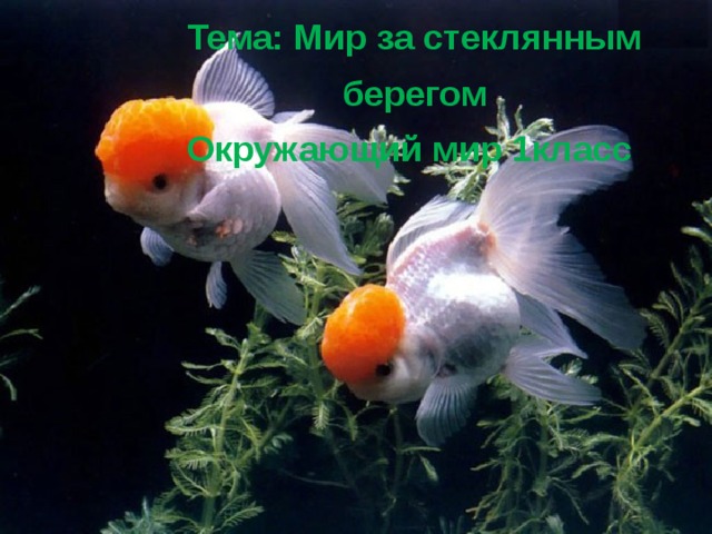  Тема: Мир за стеклянным берегом Окружающий мир 1класс  