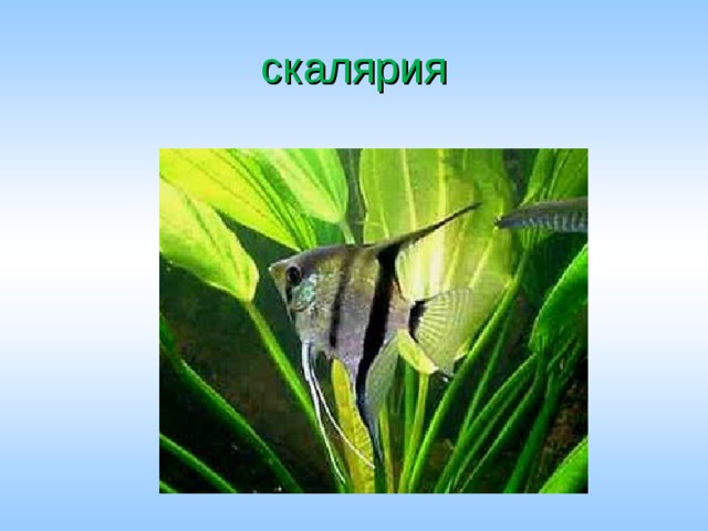 скалярия 