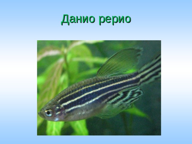 Данио рерио 