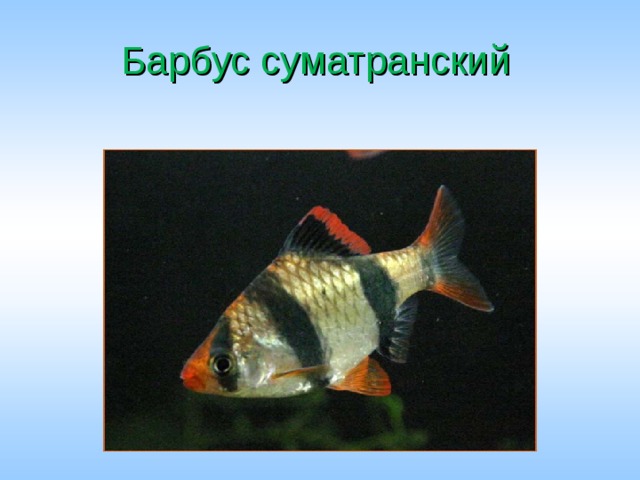 Барбус суматранский 