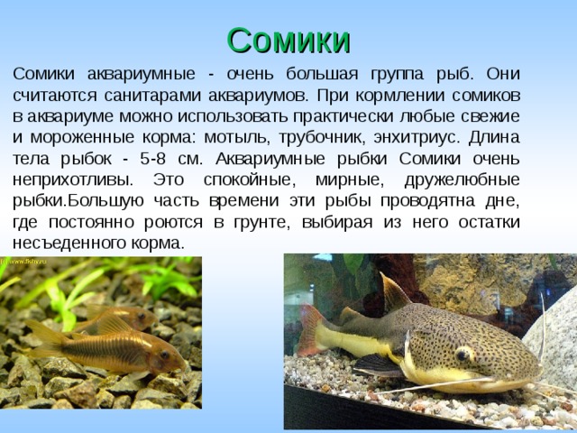 Сомики Сомики аквариумные - очень большая группа рыб. Они считаются санитарами аквариумов. При кормлении сомиков в аквариуме можно использовать практически любые свежие и мороженные корма: мотыль, трубочник, энхитриус. Длина тела рыбок - 5-8 см. Аквариумные рыбки Сомики очень неприхотливы. Это спокойные, мирные, дружелюбные рыбки.Большую часть времени эти рыбы проводятна дне, где постоянно роются в грунте, выбирая из него остатки несъеденного корма. 