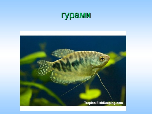 гурами 