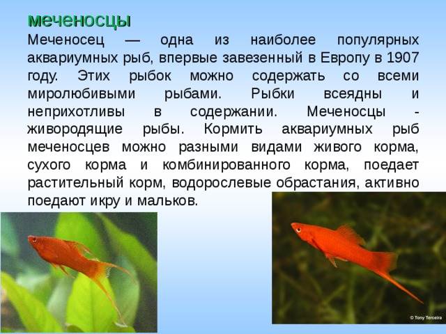 меченосцы  Меченосец — одна из наиболее популярных аквариумных рыб, впервые завезенный в Европу в 1907 году. Этих рыбок можно содержать со всеми миролюбивыми рыбами. Рыбки всеядны и неприхотливы в содержании. Меченосцы - живородящие рыбы. Кормить аквариумных рыб меченосцев можно разными видами живого корма, сухого корма и комбинированного корма, поедает растительный корм, водорослевые обрастания, активно поедают икру и мальков. 