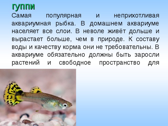  гуппи  Самая популярная и неприхотливая аквариумная рыбка. В домашнем аквариуме населяет все слои. В неволе живёт дольше и вырастает больше, чем в природе. К составу воды и качеству корма они не требовательны. В аквариуме обязательно должны быть заросли растений и свободное пространство для плавания. 