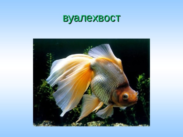 вуалехвост 