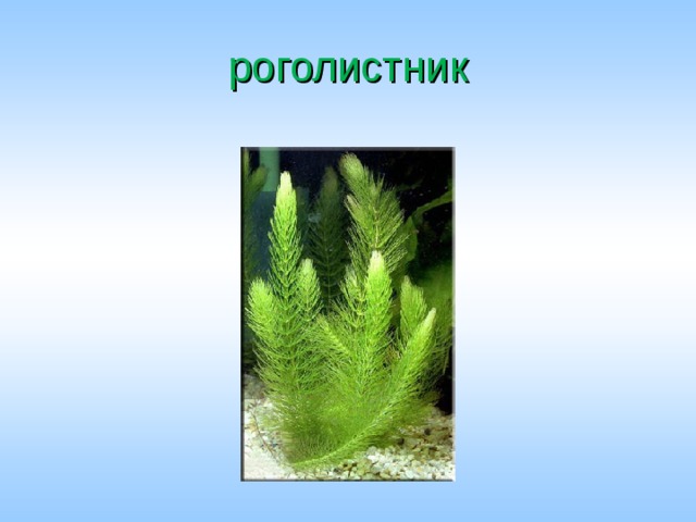 роголистник 