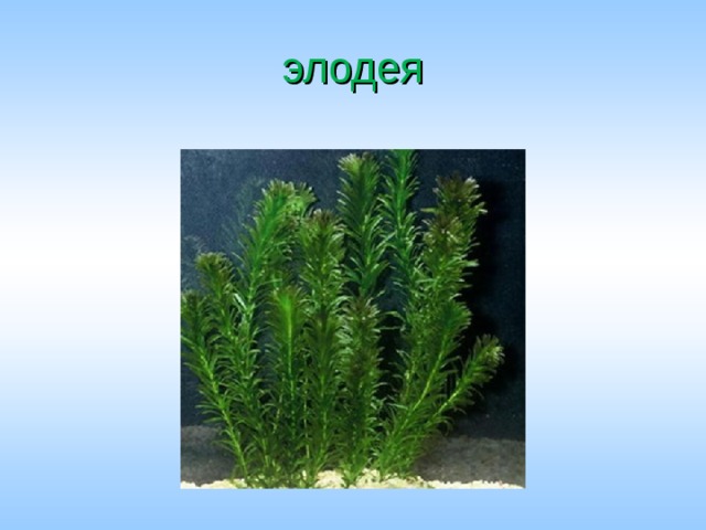 элодея 