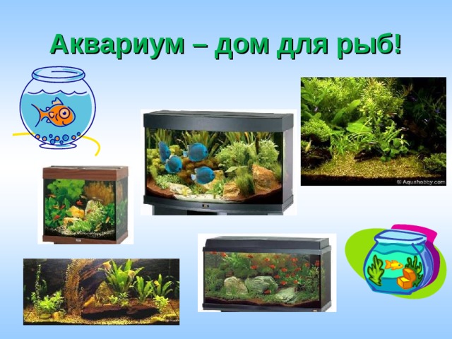 Аквариум – дом для рыб! 