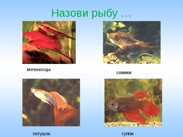 Назови рыбу … меченосцы сомики петушок гуппи 